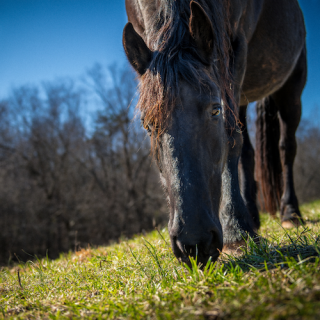 Horse in the grass